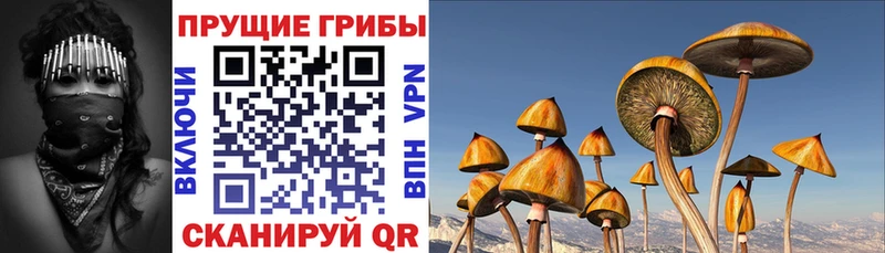 Галлюциногенные грибы прущие грибы  Кизляр 